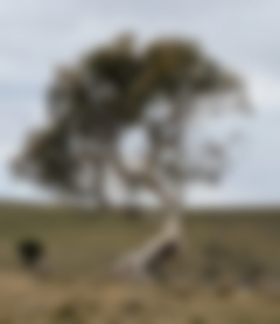 Yes, it's meant to be blurry, it's a sneak peek. Is it a tree? Okay you got me it's a picture of a tree. No the swag items are not trees...