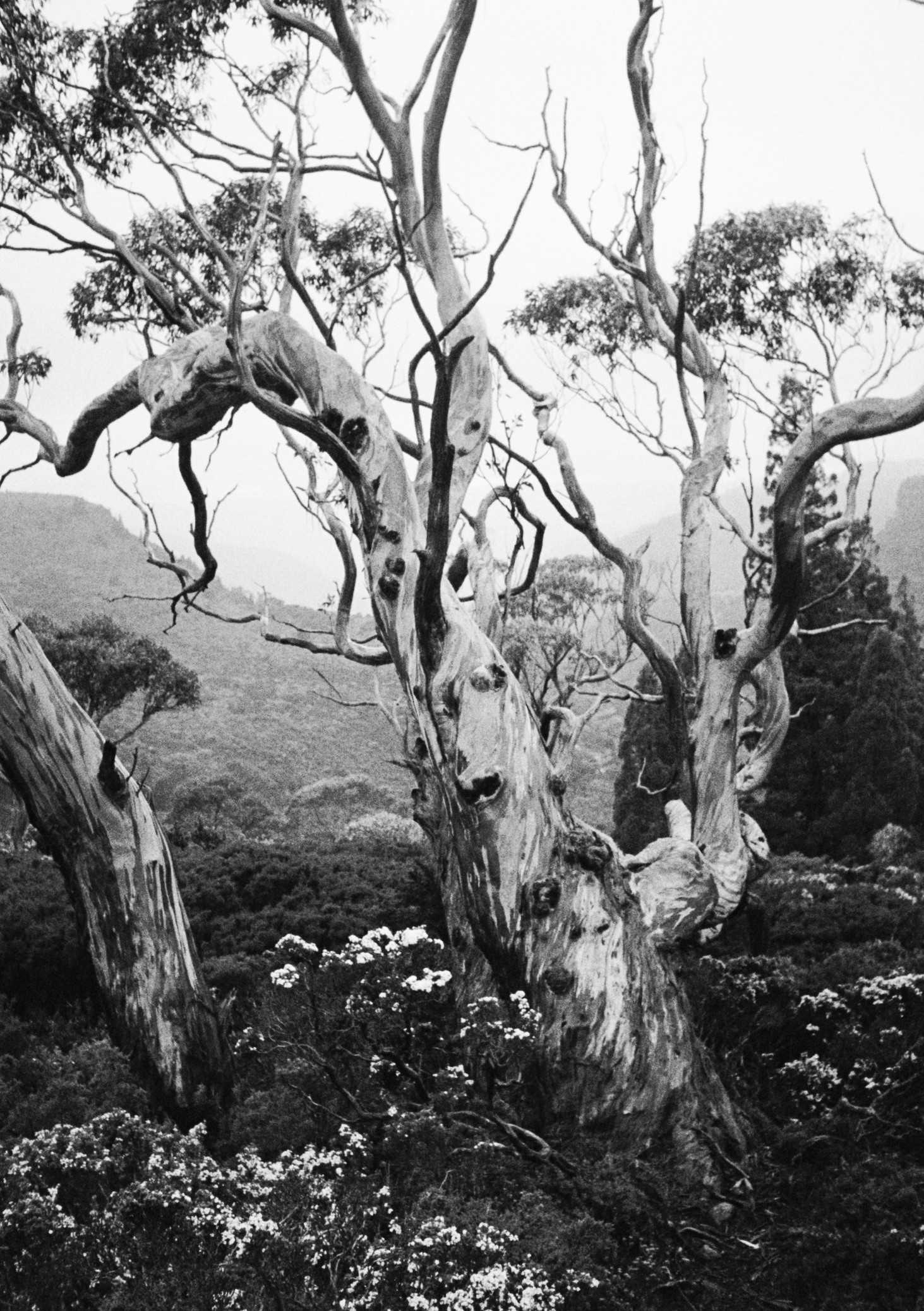 Snowgum mountain scene